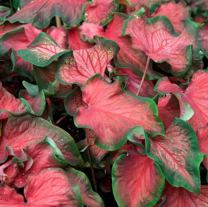 Caladium Strap Leaf 'Red Ruffles' (Ships in Spring) 