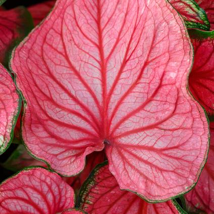 Caladium Strap Leaf 'Sizzle' (Ships in Spring) 