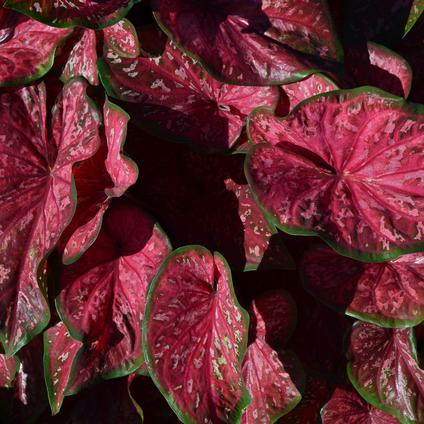 Caladium Dwarf 'Crimson Skye' (Ships in Spring) 