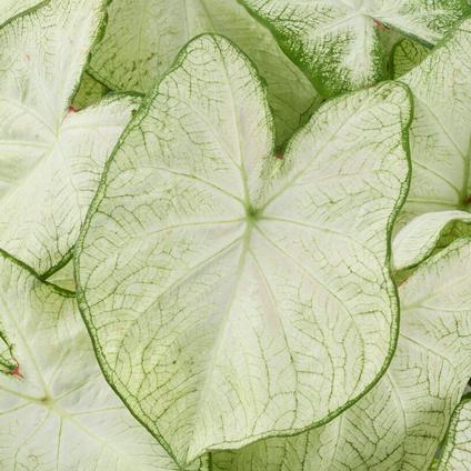 Caladium Fancy Leaf 'Florida Moonlight' (Ships in Spring) 