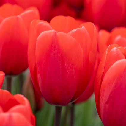 Tulipa Darwin Hybrid 'Red Ranger' 