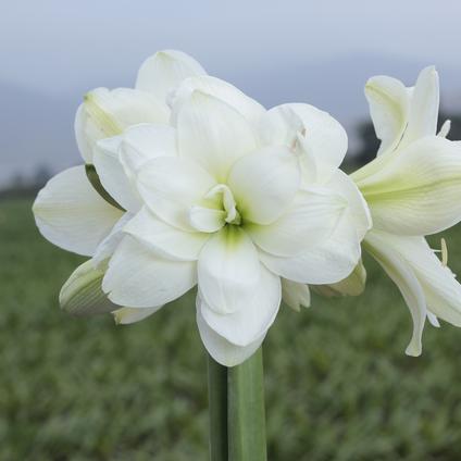 Amaryllis Peruvian 'Alaska' 