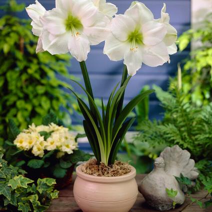 Amaryllis Peruvian 'Denver' 