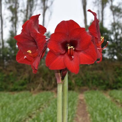 Amaryllis Peruvian 'Andes Sunset' 