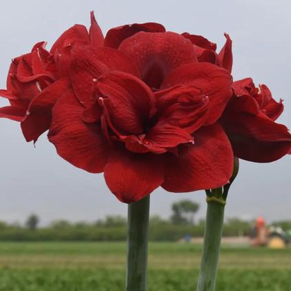 Amaryllis Peruvian 'Red Symphony' 