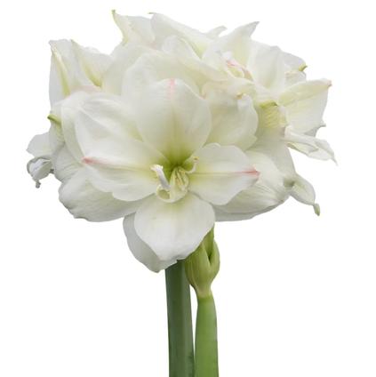 Amaryllis Peruvian 'White Amadeus' 