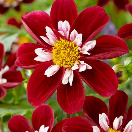 Dahlia Collarette 'Mary Evelyn' (Ships in Spring) 