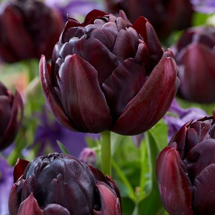 Tulipa Double Late 'Black Hero' 