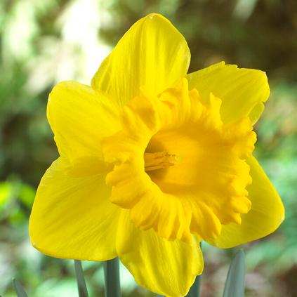 Narcissi Trumpet 'Standard Value' 