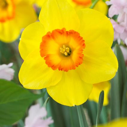 Narcissi Large Cupped 'Delibes' 