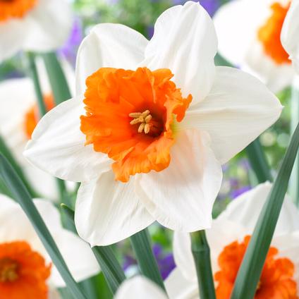 Narcissi Large Cupped 'Johann Strauss' 