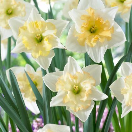 Narcissi Butterfly 'Changing Colors' 