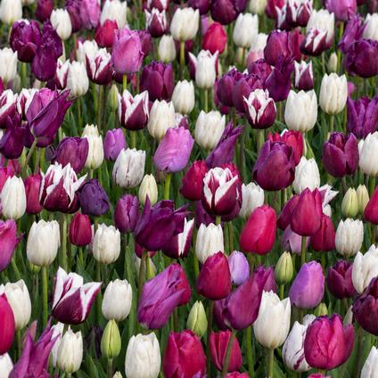 Tulipa Long-lasting 'All Season Purple & White Mix' 