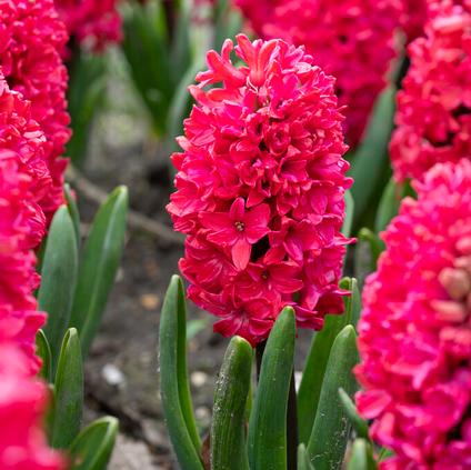 Hyacinthus Orientalis 'Amore' 