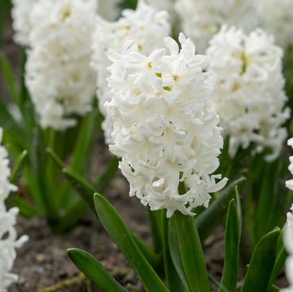 Hyacinthus Orientalis 'Don Leon' 