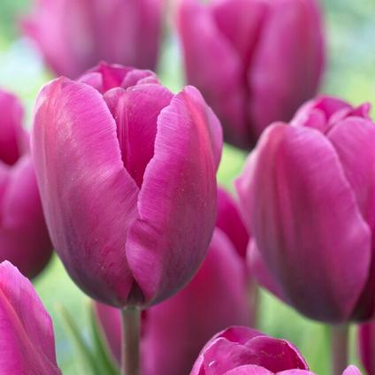 Tulipa Triumph 'Negrita' 