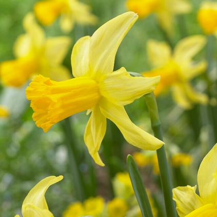 Narcissi Miniature 'February Gold' 
