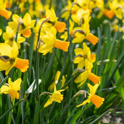 Narcissi Miniature 'Jetfire' 