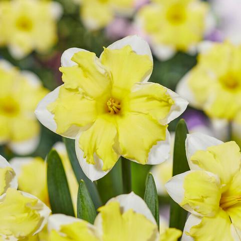 Narcissi Butterfly 'Cassata' 