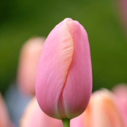 Tulipa Single Late 'Menton' 