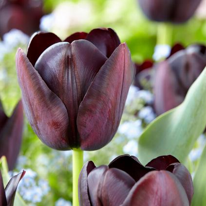 Tulipa Single Late 'Grand Perfection' Tulip from ADR Bulbs