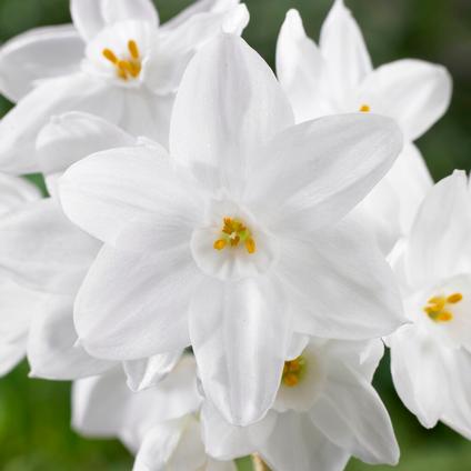 Narcissi Tazetta 'Paperwhite Ziva' 