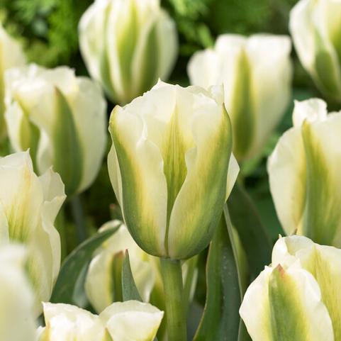 Tulipa Green 'Spring Green' 