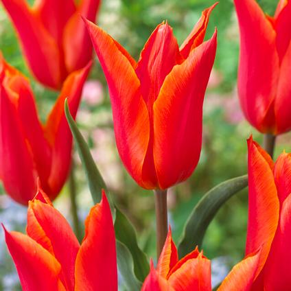 Tulipa Lily Flowering 'Ballerina' 