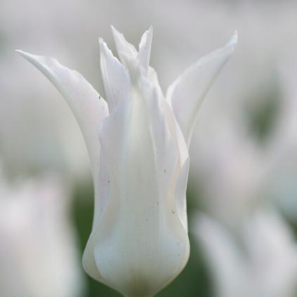Tulipa Lily Flowering 'White Triumphator' 