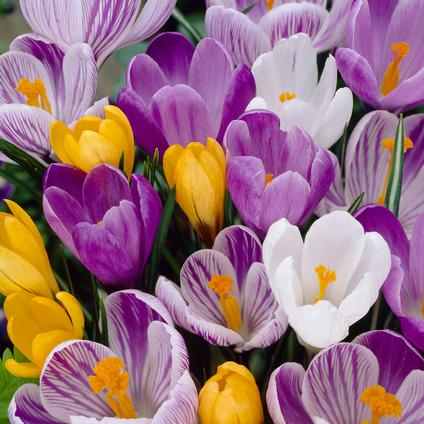 Crocus Large Flowering 'Mixture' 