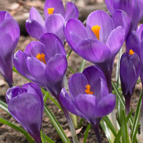 Crocus Large Flowering 'Flower Record' 