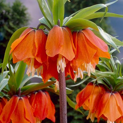 Fritillaria Imperialis 'Rubra' 