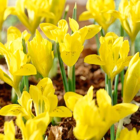 Iris Miniature 'Danfordiae' 