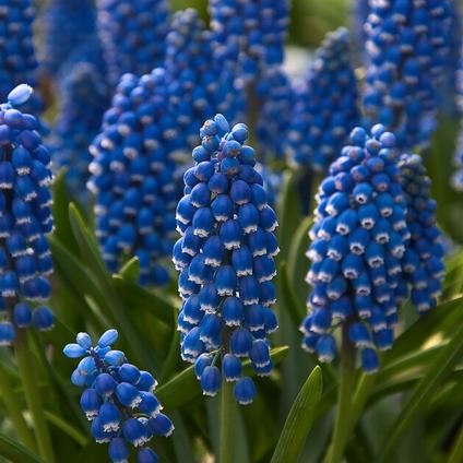 Muscari 'Armeniacum' 