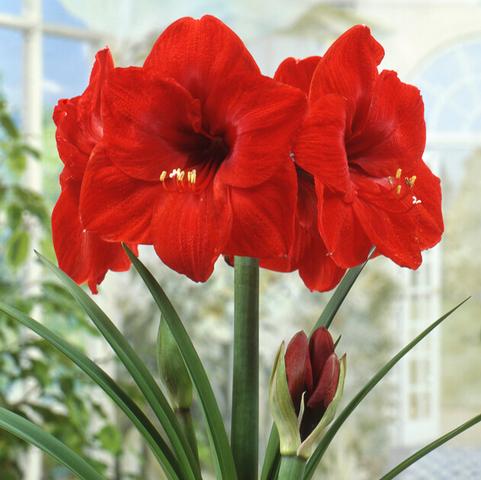 Amaryllis Dutch 'Red Lion' 