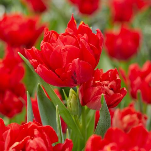 Tulipa Double Early 'Abba' 
