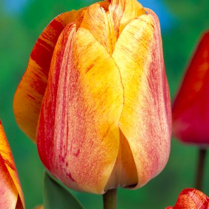 Tulipa Darwin Hybrid 'Gudoshnik' 