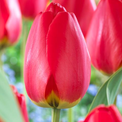 Tulipa Darwin Hybrid 'Parade' 