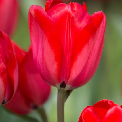 Tulipa Darwin Hybrid 'Red Impression' 