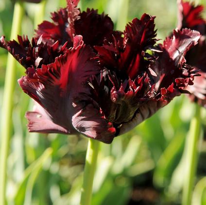 Tulipa Parrot 'Black Parrot' 