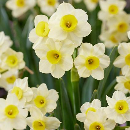 Narcissi Miniature 'Minnow' 