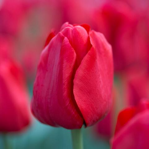 Tulip