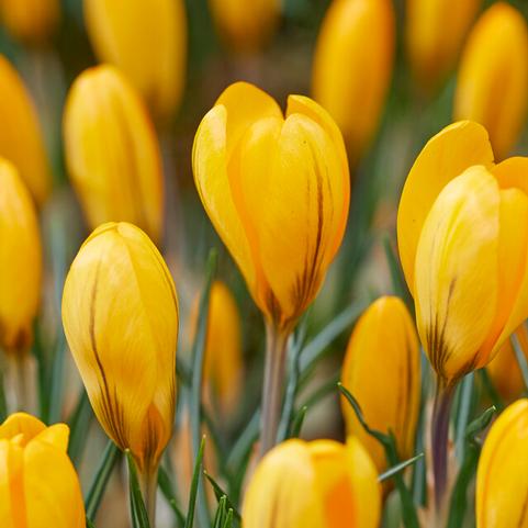 Crocus Large Flowering 'Golden Yellow' 