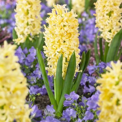 Hyacinthus Orientalis 'Gypsy Princess' 