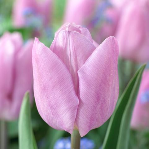 Tulipa Single Early 'Candy Prince' 