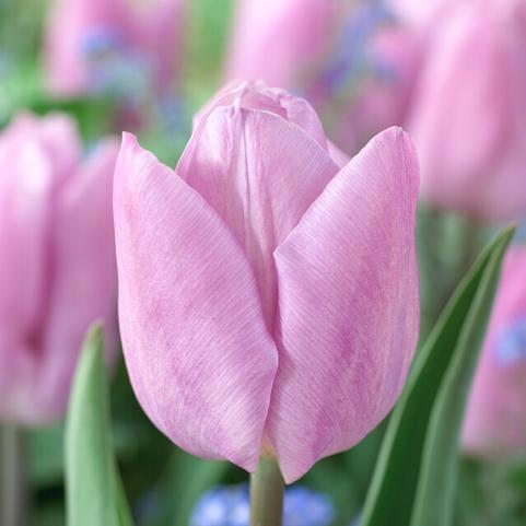 Tulipa single early 'White Prince' Tulip from ADR Bulbs