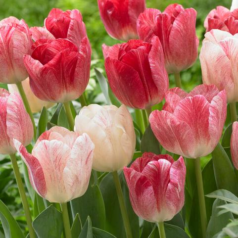 Tulipa Triumph 'Hemisphere' 