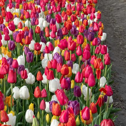 Tulipa Triumph 'Mixture' 
