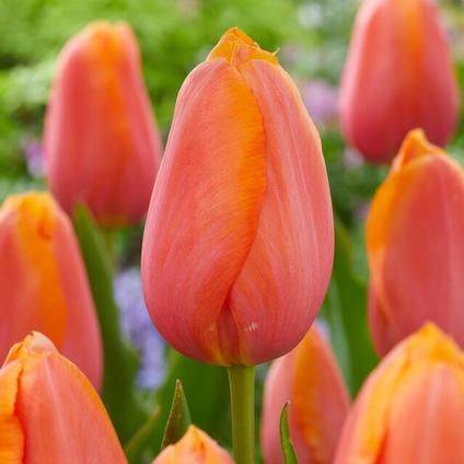 Tulipa Single Late 'Dordogne' 
