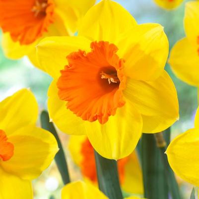 Narcissi Trumpet 'Mary Bohannan' 